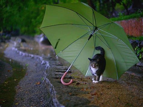 大阪市福島区 天気 - 雨の日に考える猫の哲学